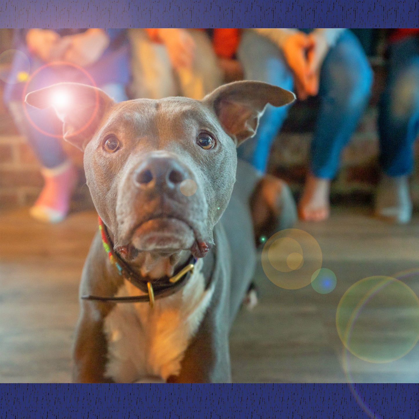 Human and Animal Joint Distance Reiki Session
